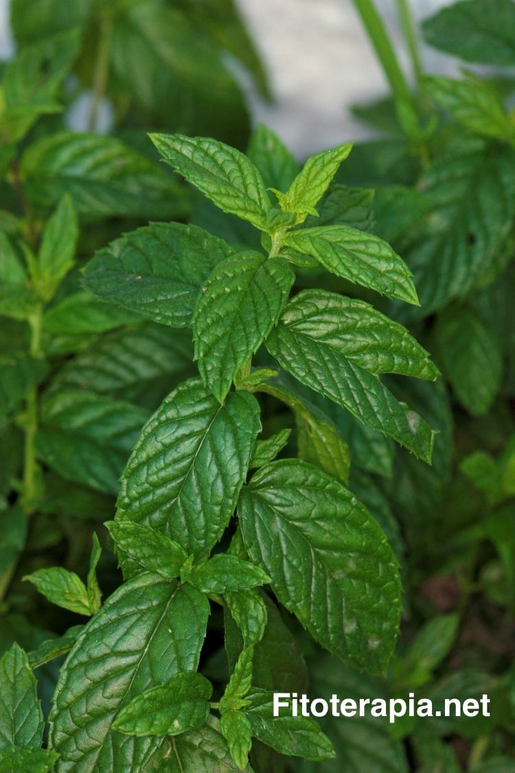 Menta piperita