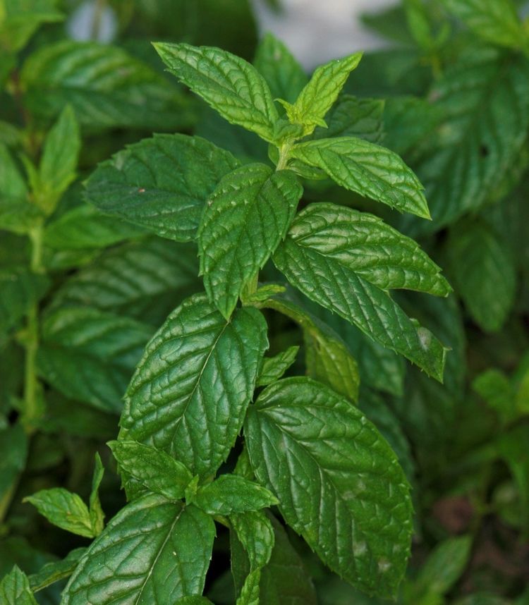 Menta piperita