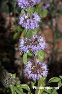Eficacia de un preparado de <i>Mentha pulegium</i> en el tratamiento de la dispepsia funcional, resultados de un estudio aleatorizado, doble-ciego, controlado con placebo