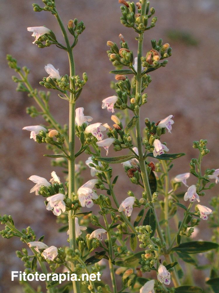 Poleo blanco