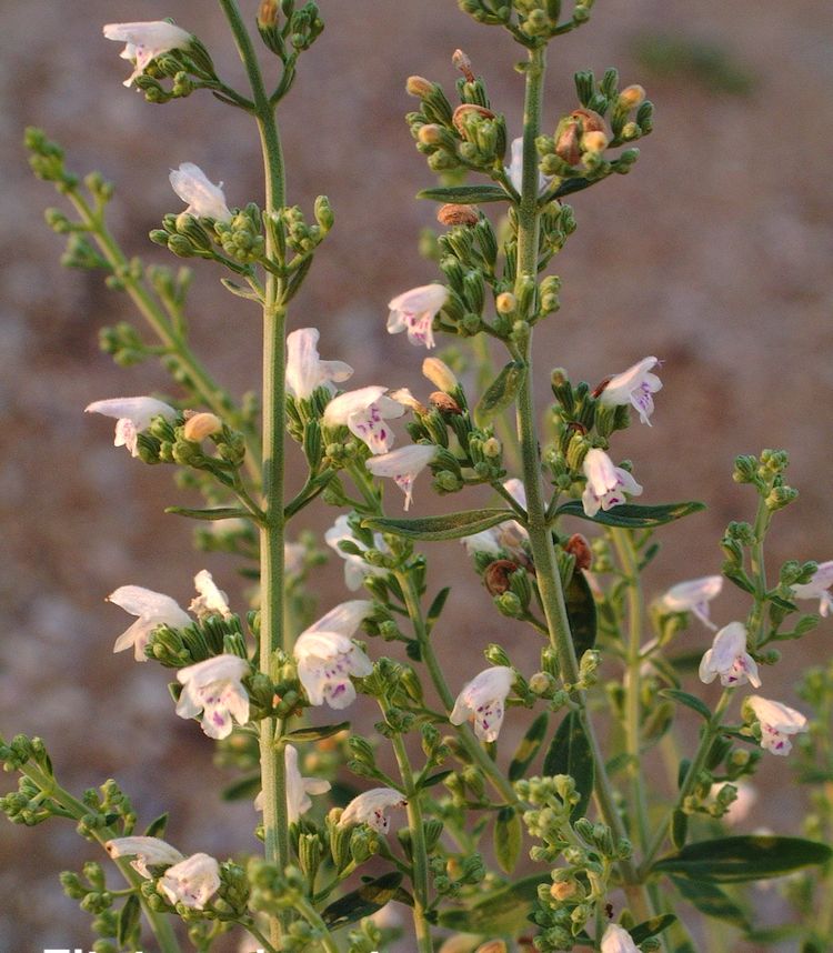 Poleo blanco