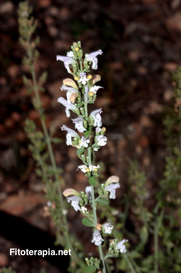 Poleo blanco