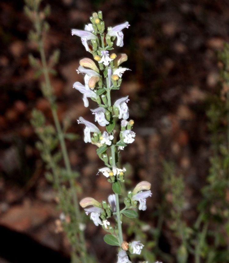 Poleo blanco