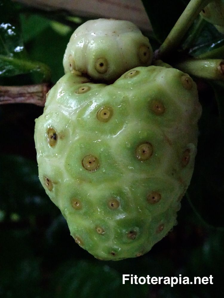 Noni