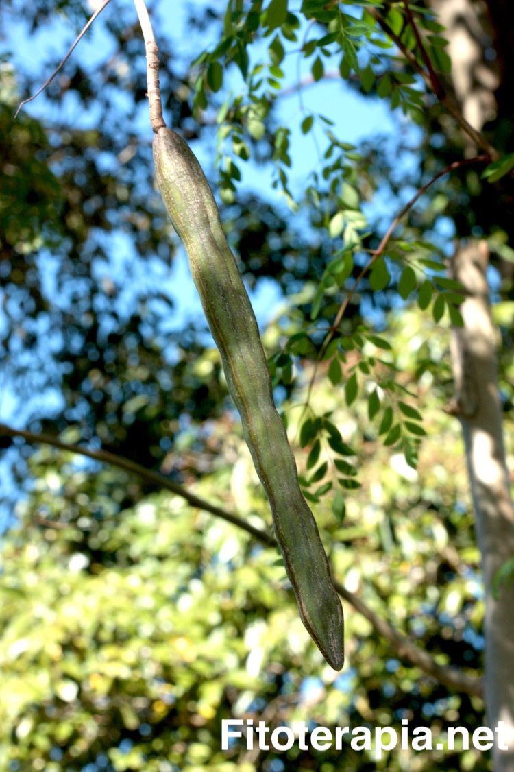 Moringa, fruto inmaduro