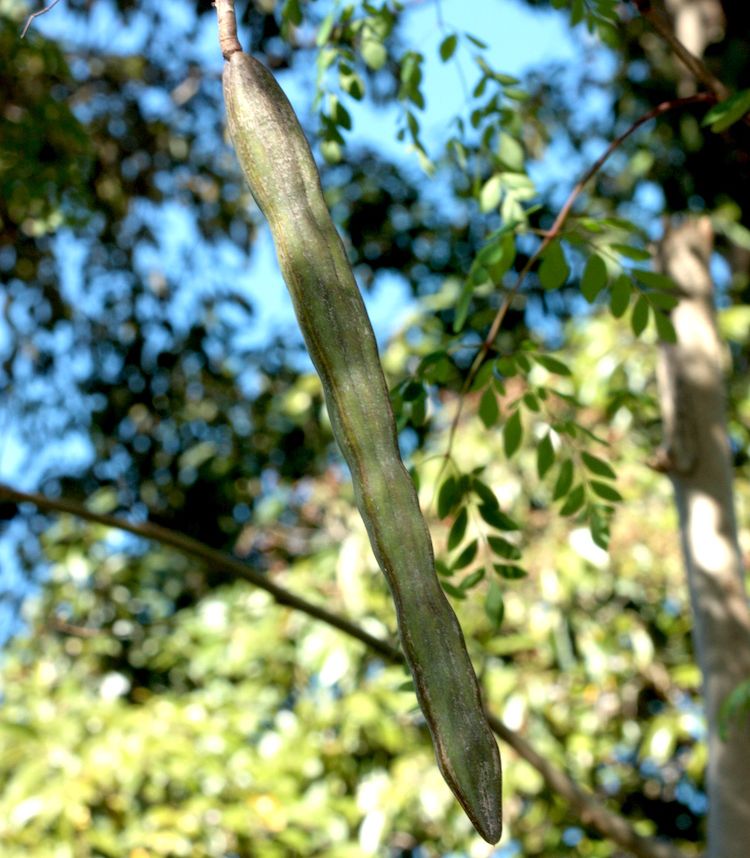 Moringa, fruto inmaduro