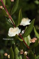 El mirto, nueva esperanza en el tratamiento de la enfermedad de Alzheimer leve-moderada