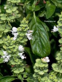 Actividad hipolipidémica del extracto acuoso de <i>Ocimum basilicum</i>
