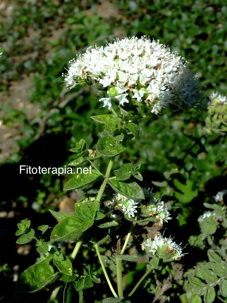 <i>Origanum onites</i>