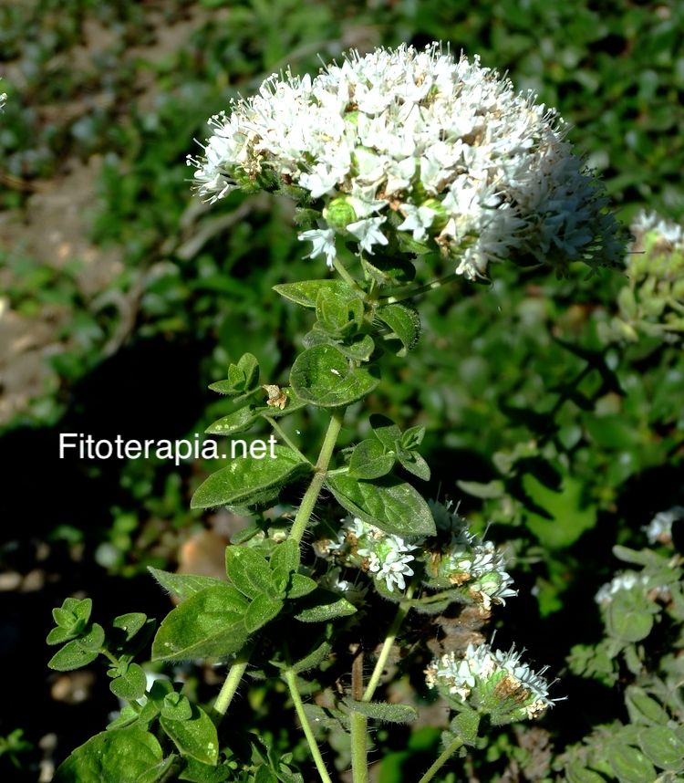 <i>Origanum onites</i>