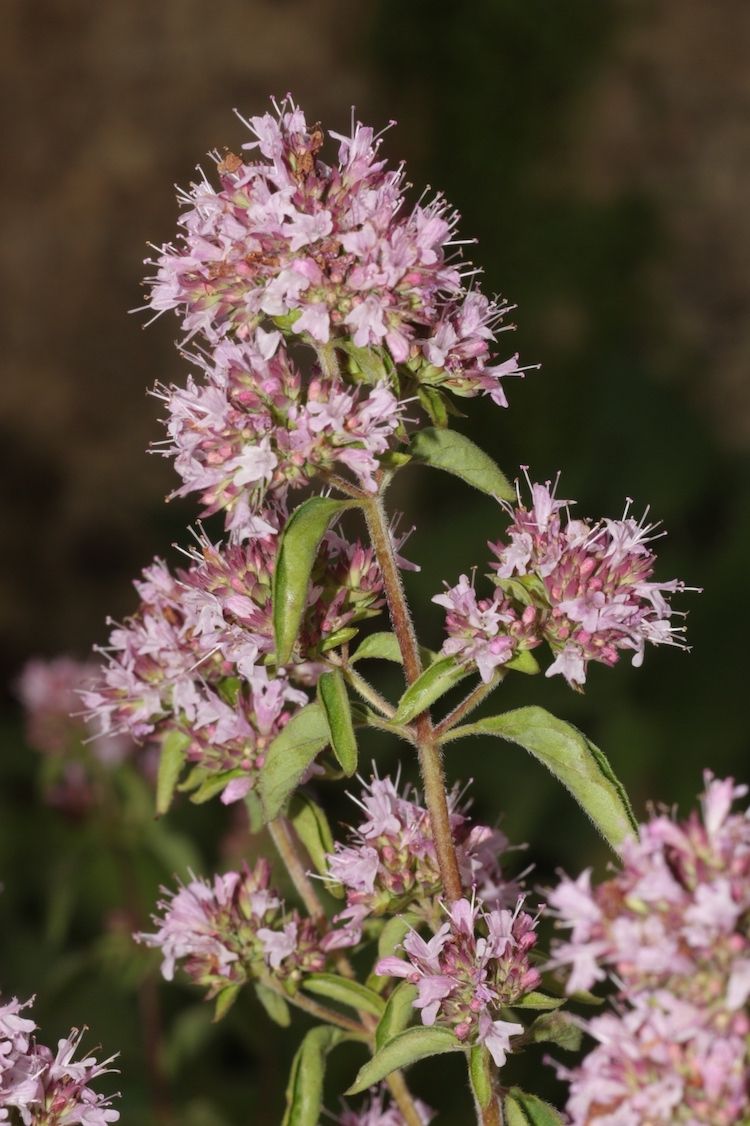 <i>Origanum vulgare</i> subsp <i>hirtum</i>