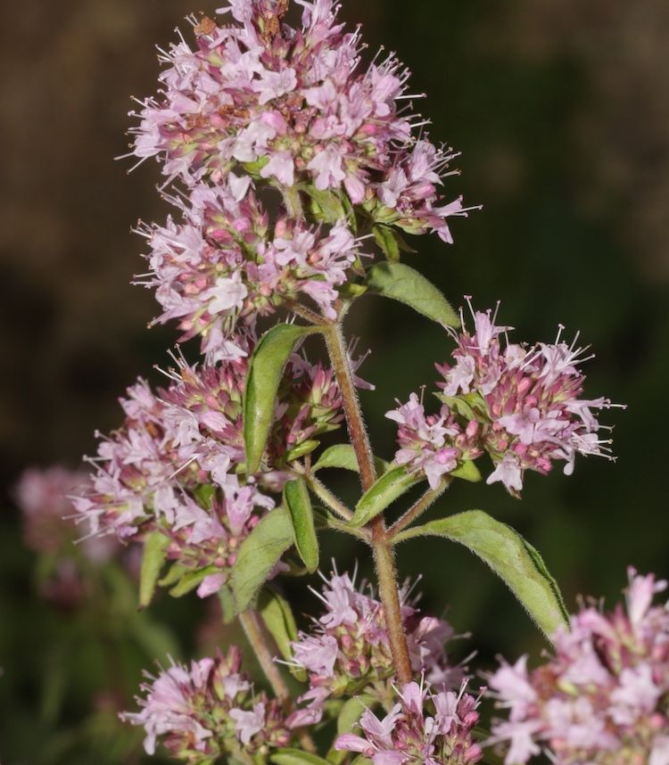 <i>Origanum vulgare</i> subsp <i>hirtum</i>