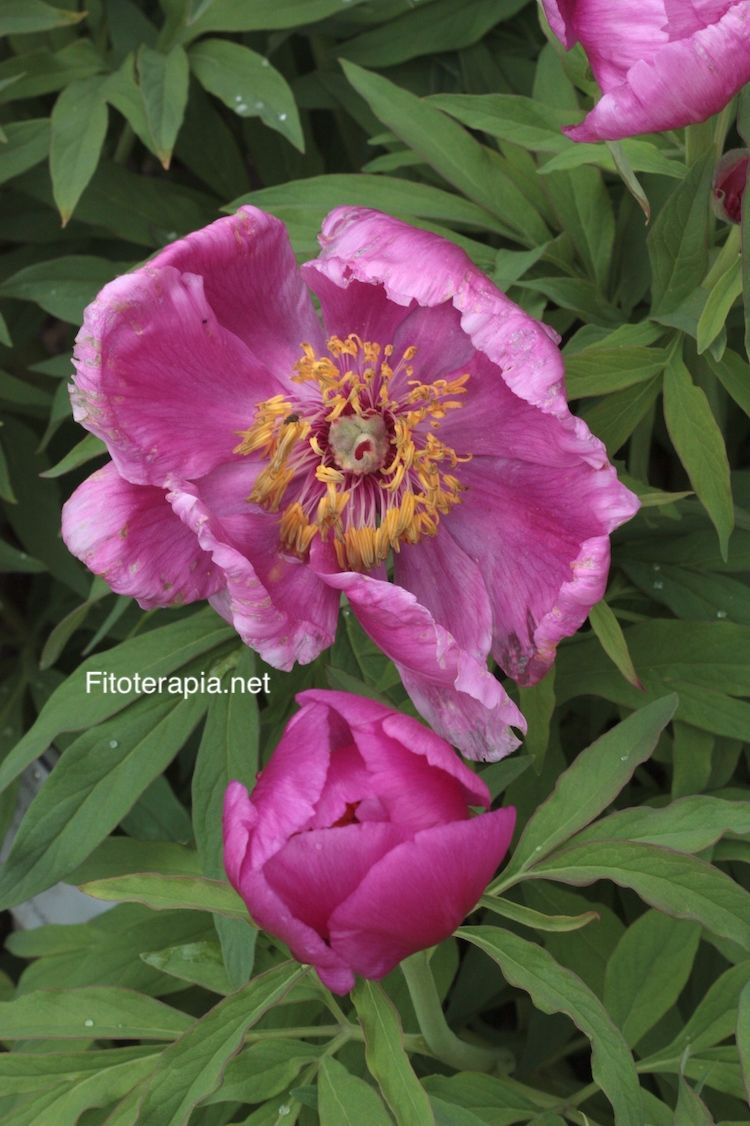 <i>Paeonia officinalis</i>