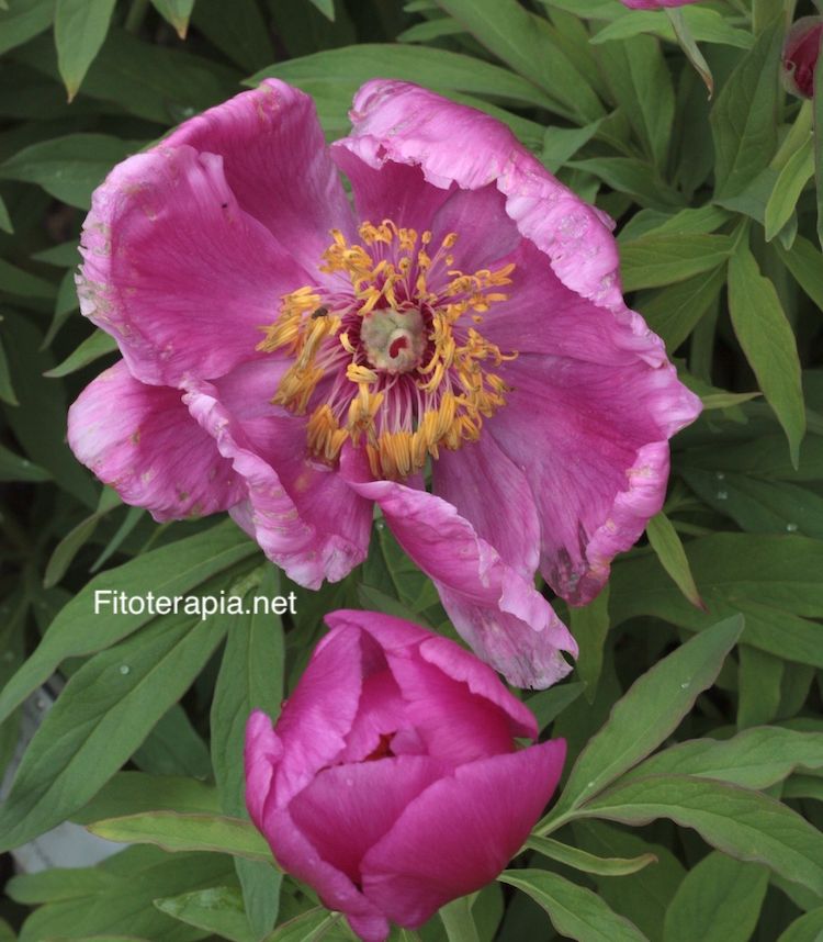 <i>Paeonia officinalis</i>