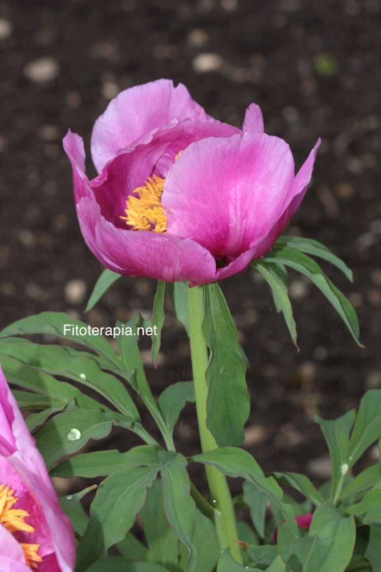 <i>Paeonia officinalis</i>