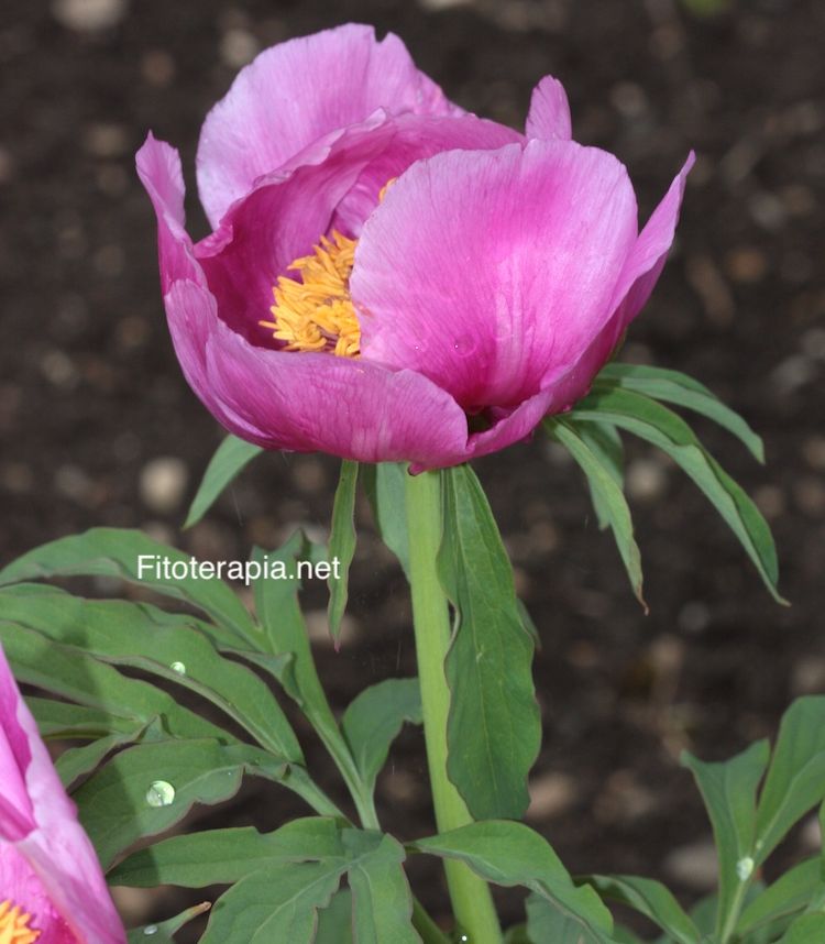 <i>Paeonia officinalis</i>