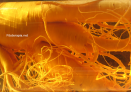 Utilidad del ginseng en el tratamiento del síndrome metabólico