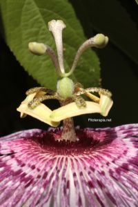 Pasiflora, cuándo y cómo tomarla