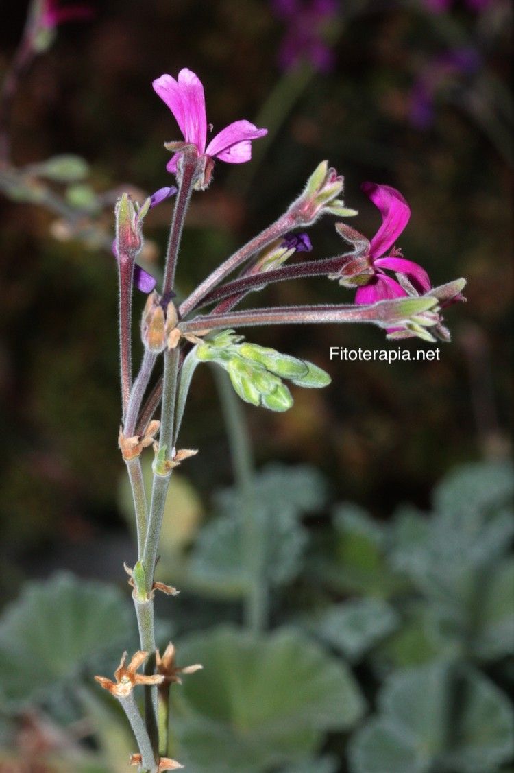 <i>Pelargonium sidoides</i>