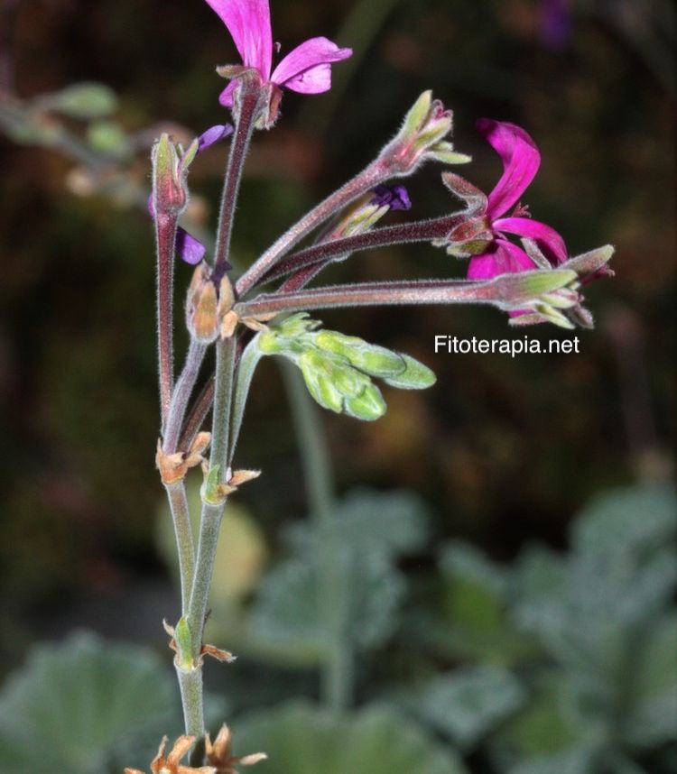 <i>Pelargonium sidoides</i>