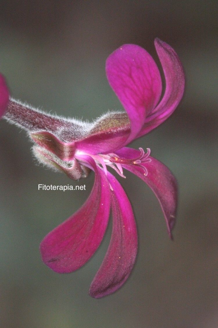 <i>Pelargonium sidoides</i>