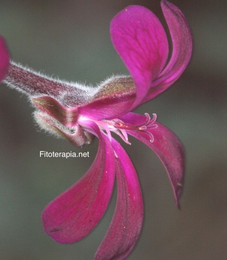 <i>Pelargonium sidoides</i>