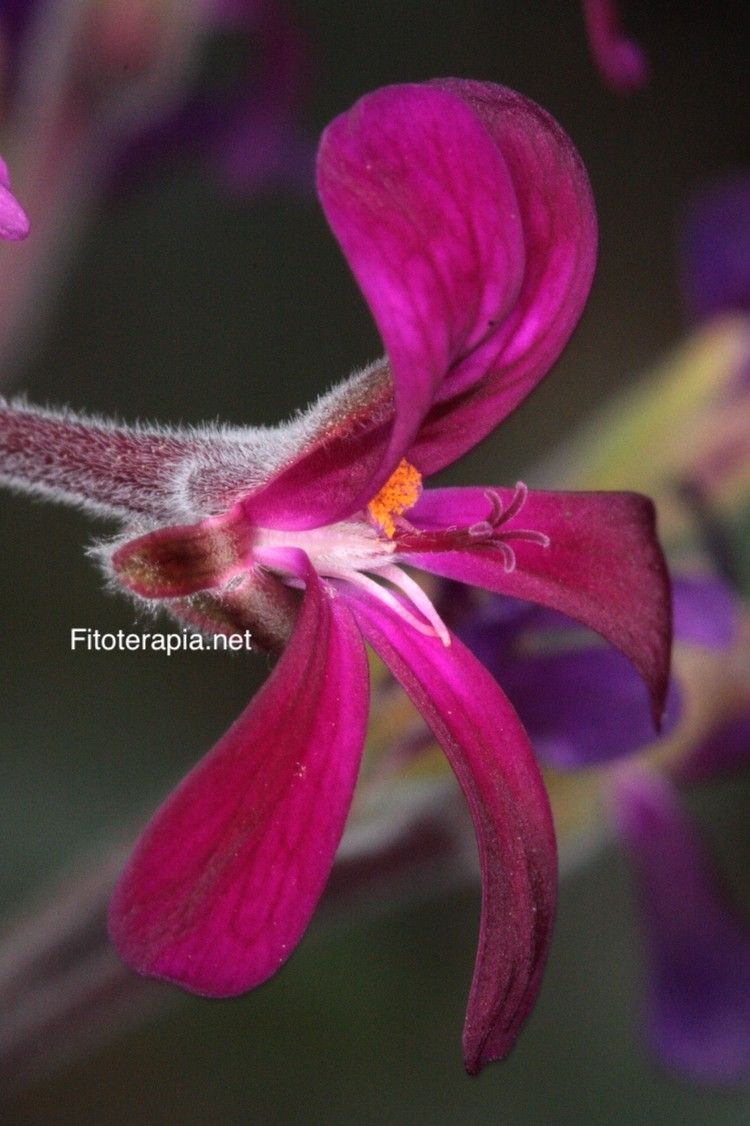 <i>Pelargonium sidoides</i>