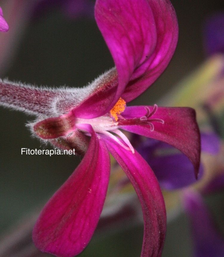 <i>Pelargonium sidoides</i>