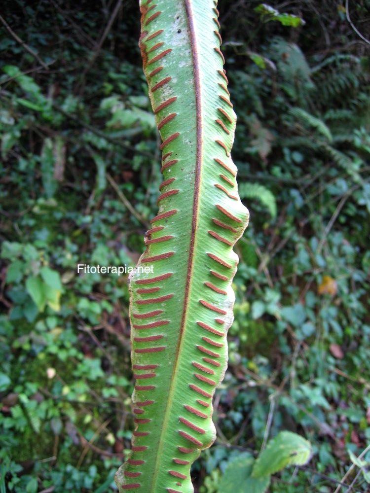 Lengua de ciervo