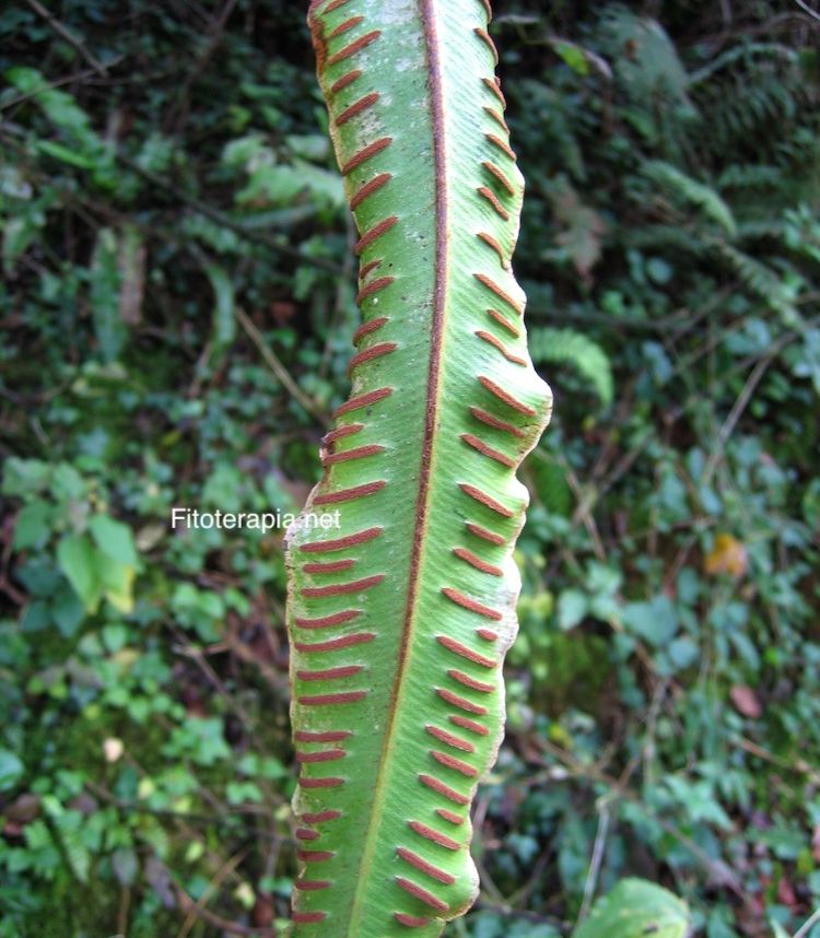 Lengua de ciervo