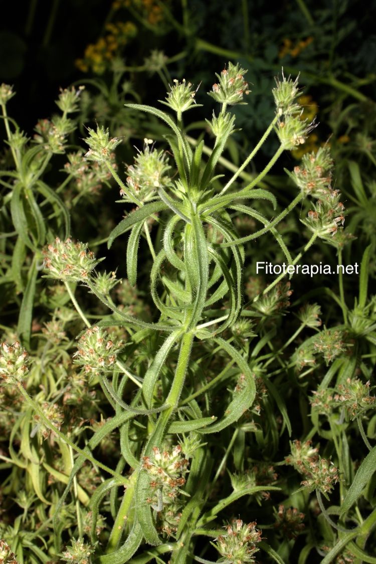 <i>Plantago afra</i>