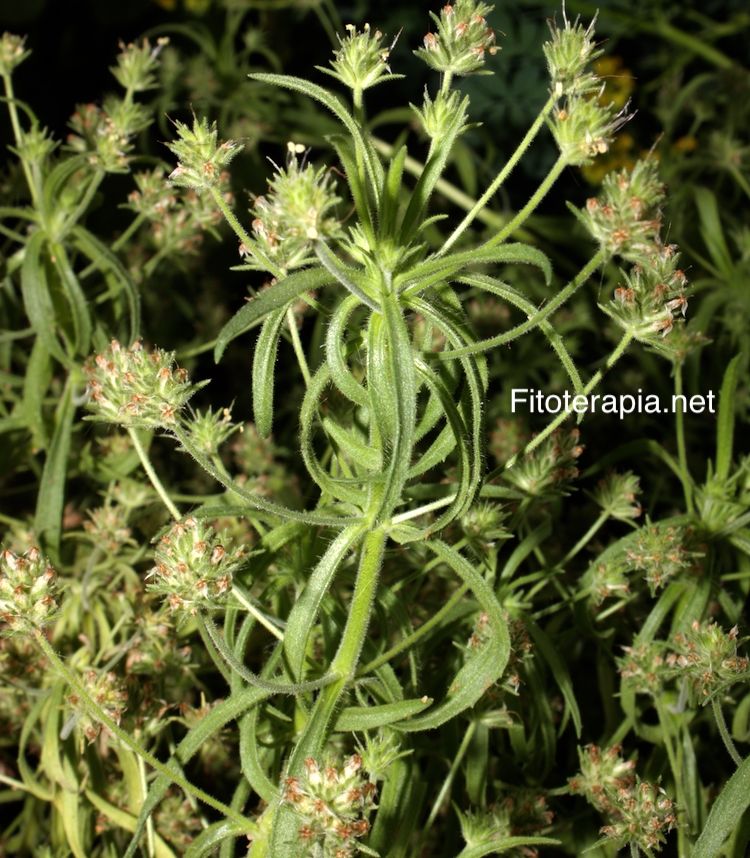 <i>Plantago afra</i>