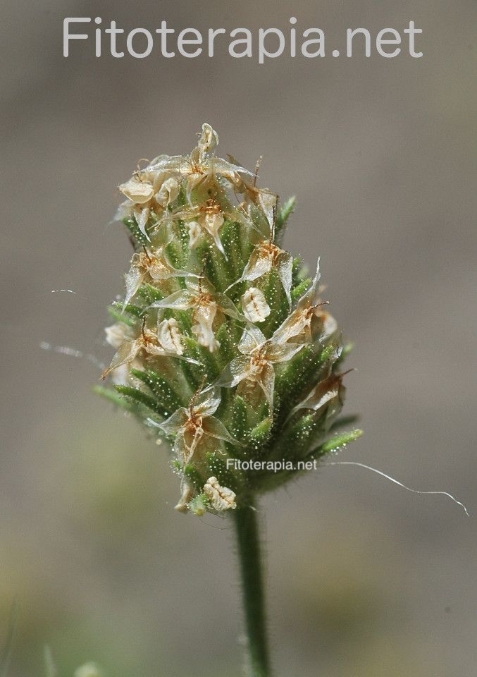 <i>Plantago afra</i>