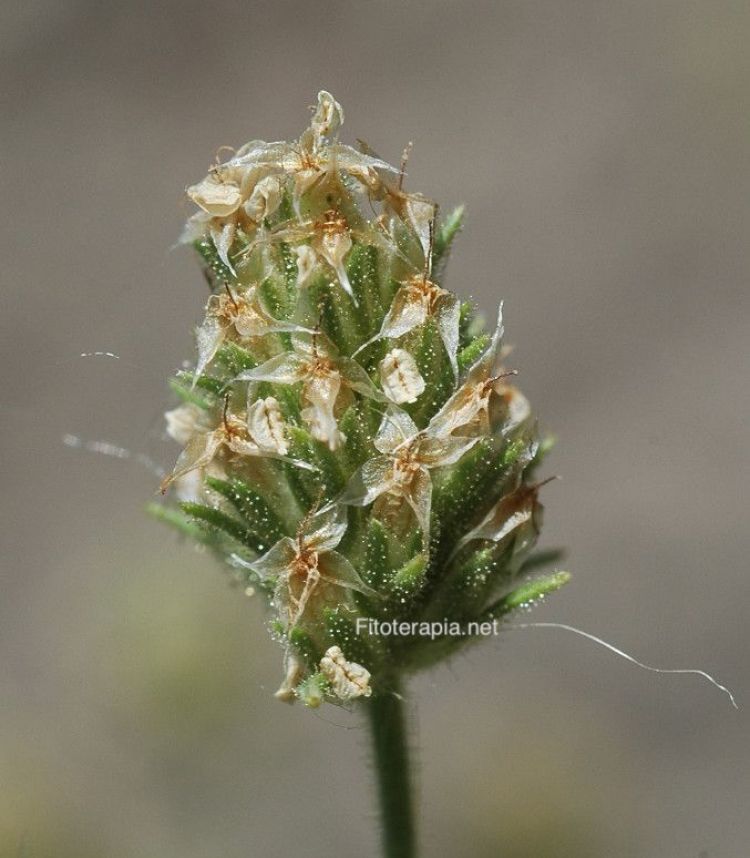 <i>Plantago afra</i>