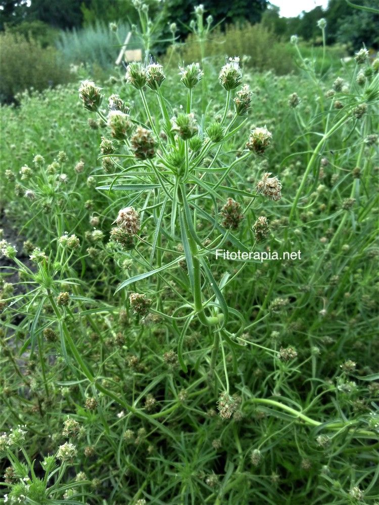 <i>Plantago arenarua</i>