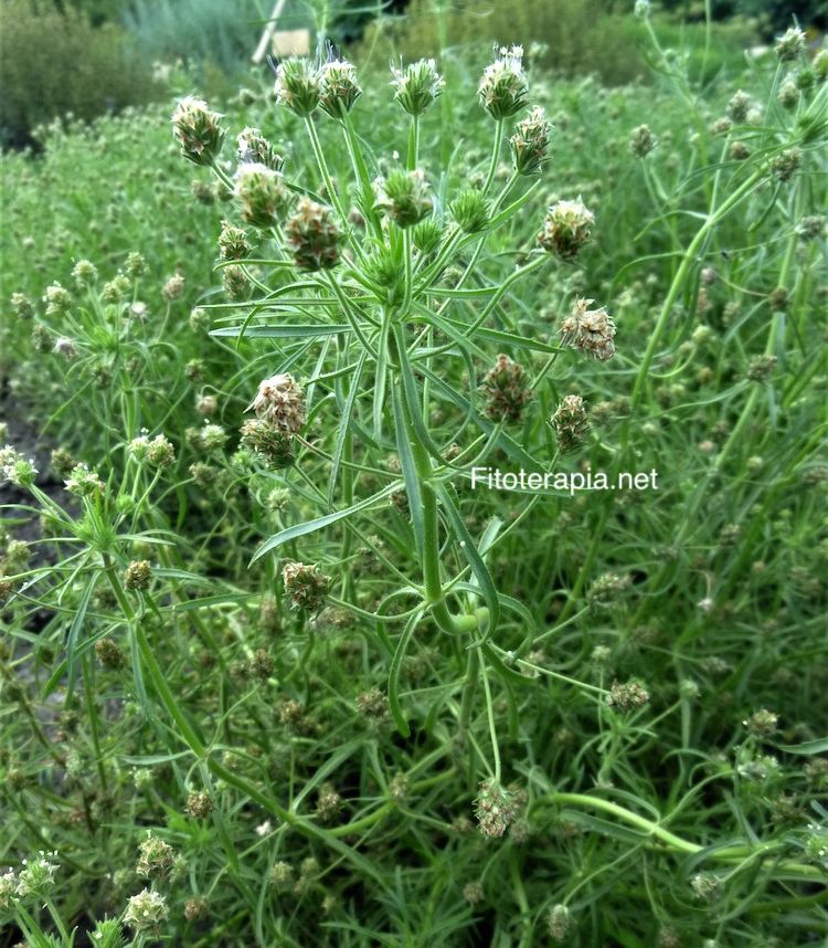 <i>Plantago arenarua</i>