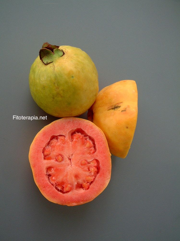 Guayabo, fruto (guayaba)