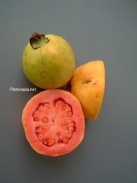 Nuevos compuestos de <i>Acorus calamus, Morus alba</i> y <i>Psidium guajava</i>