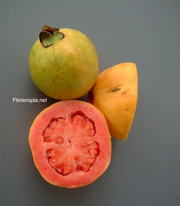 Guayabo, fruto (guayaba)