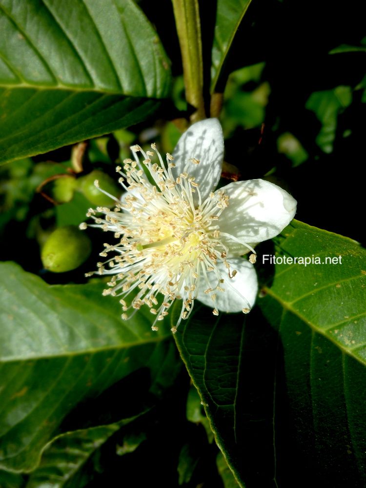 Guayabo, hoja y flor