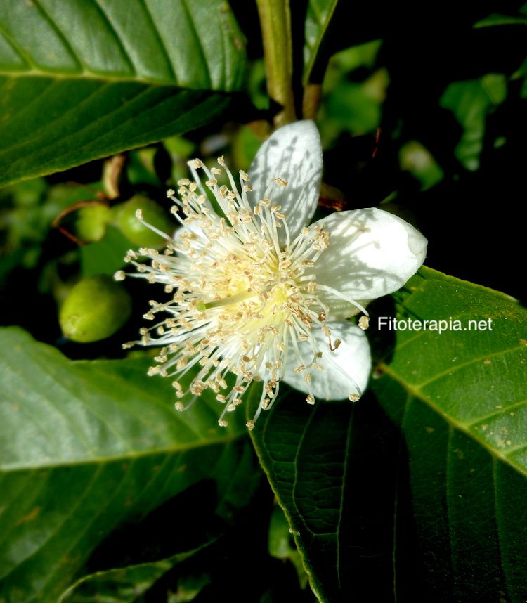 Guayabo, hoja y flor