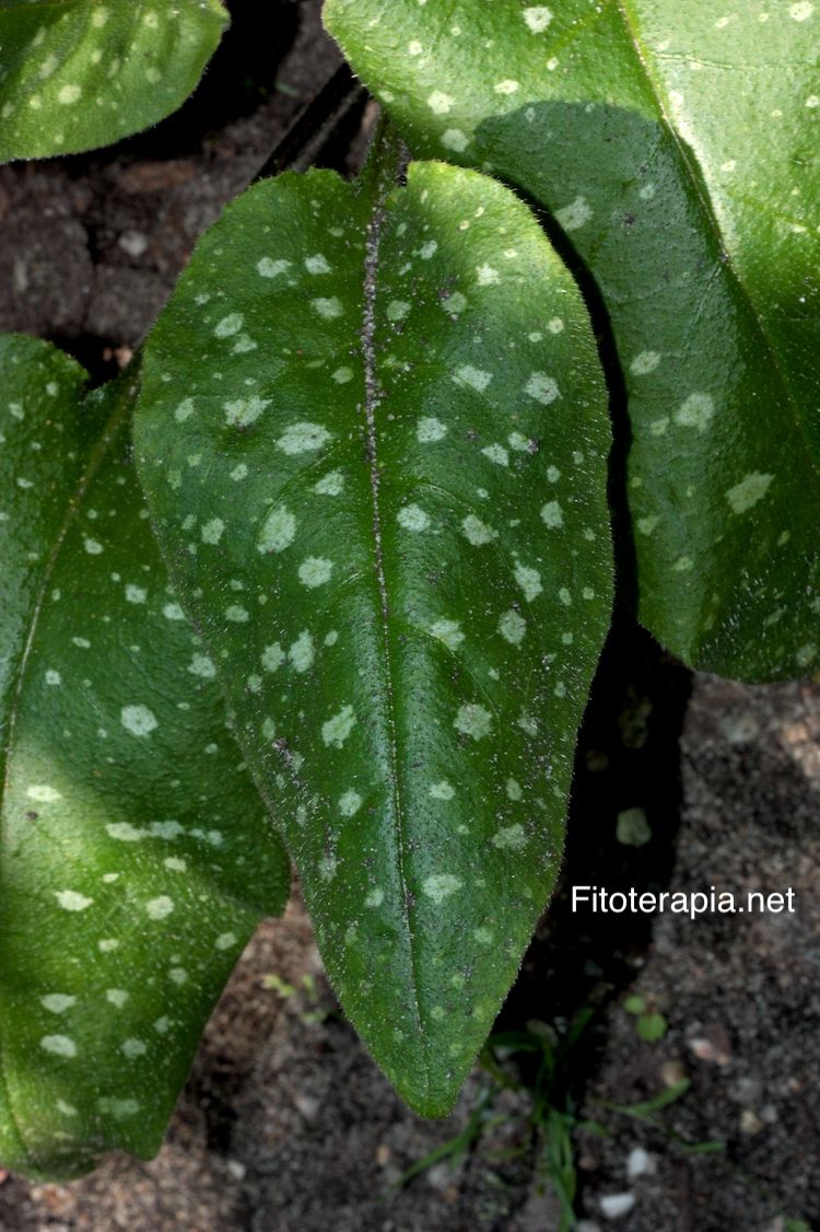 Pulmonaria