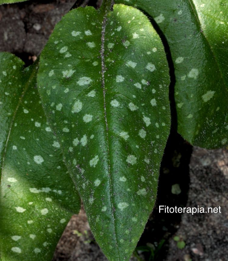 Pulmonaria