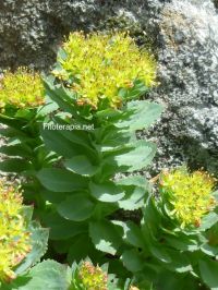 Efecto sobre el SNC de un extracto de <i>Rhodiola rosea</i>