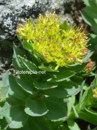Efecto del rizoma de <i>Rhodiola imbricata</i> en la cicatrización de heridas