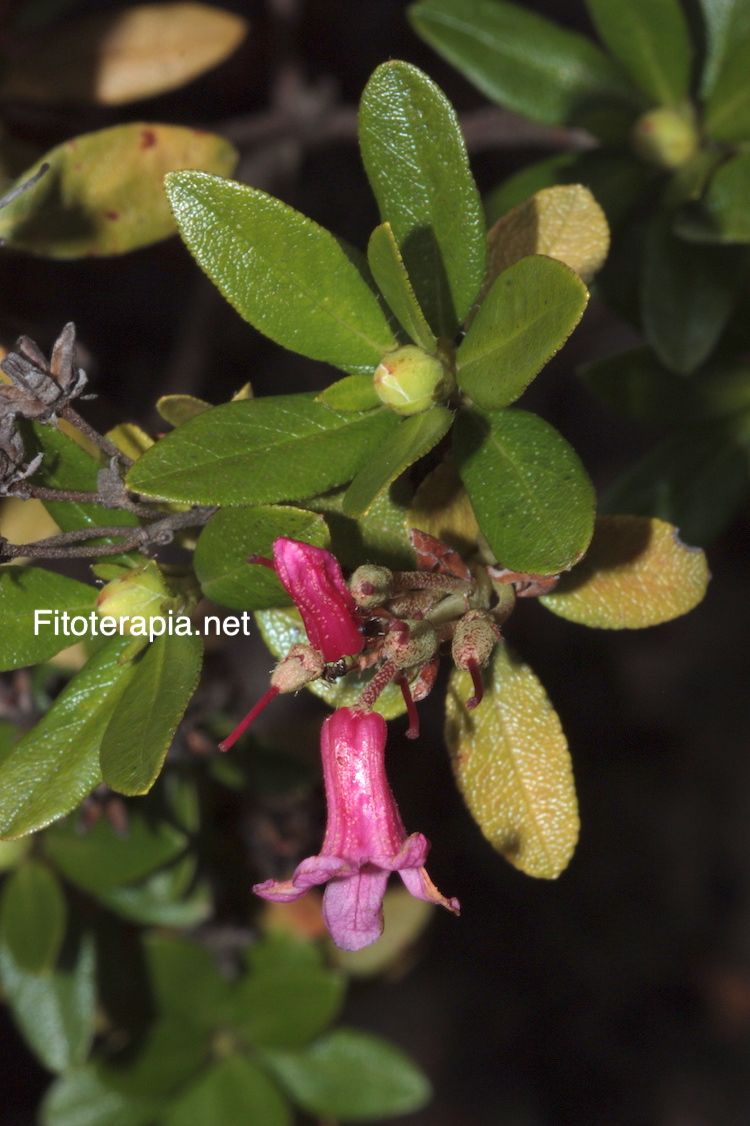 <i>Rhododendron ferrugineum</i>