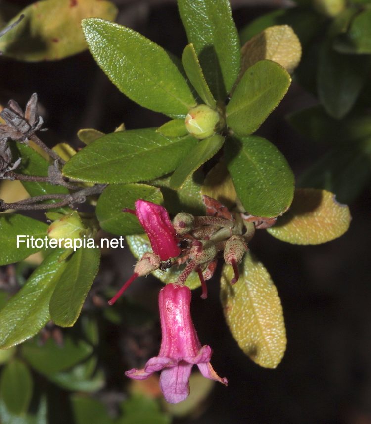 <i>Rhododendron ferrugineum</i>