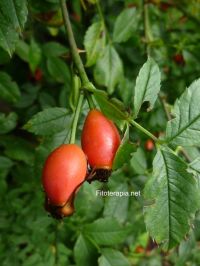 Eficacia del fruto del rosal silvestre en el tratamiento de la osteoartritis