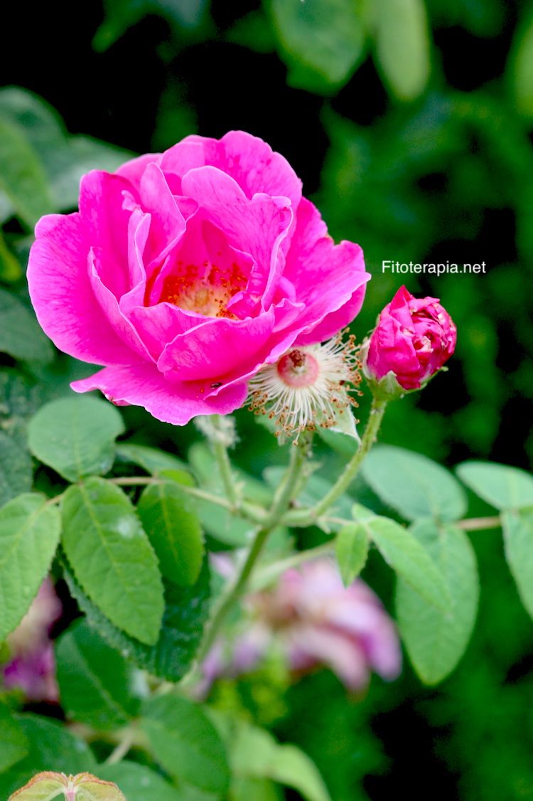 <i>Rosa gallica</i> var <i>officinalis</i>