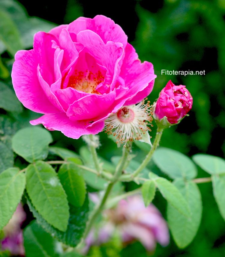 <i>Rosa gallica</i> var <i>officinalis</i>